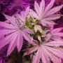 Cannabis seeds Master Kush® from Dutch Passion